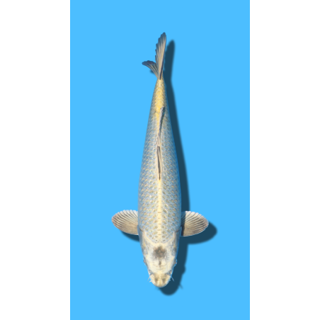 GINRIN KABUTO sansai YAMASAKI Koi Farm