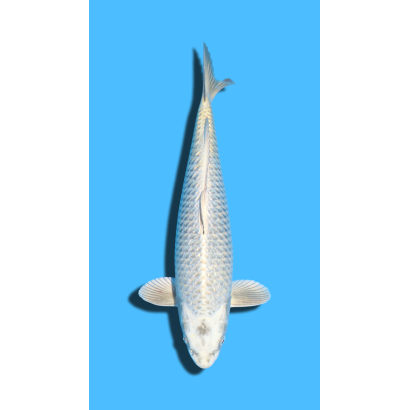 GINRIN KABUTO sansai YAMASAKI Koi Farm