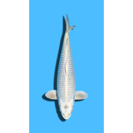 GINRIN KABUTO sansai YAMASAKI Koi Farm
