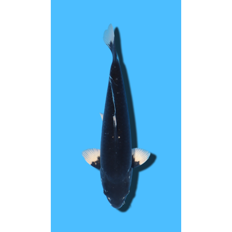 HAJIRO sansai YAMASAKI Koi Farm