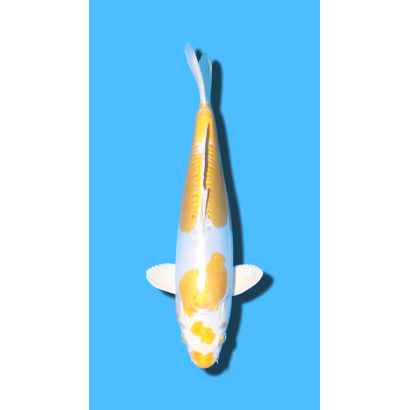 DOITSU HARIWAKE nisai YAMASAKI Koi Farm
