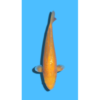 Doitsu Ginrin Karashigoi nisai YAMASAKI Koi Farm