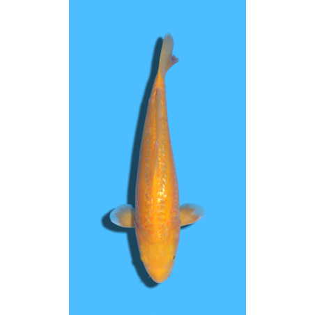 Doitsu Ginrin Karashigoi nisai YAMASAKI Koi Farm