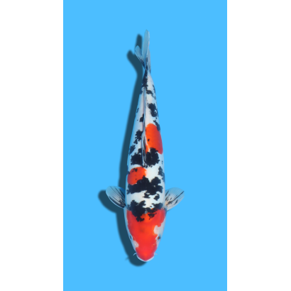 Doitsu SANKE  nisai YAMASAKI Koi Farm