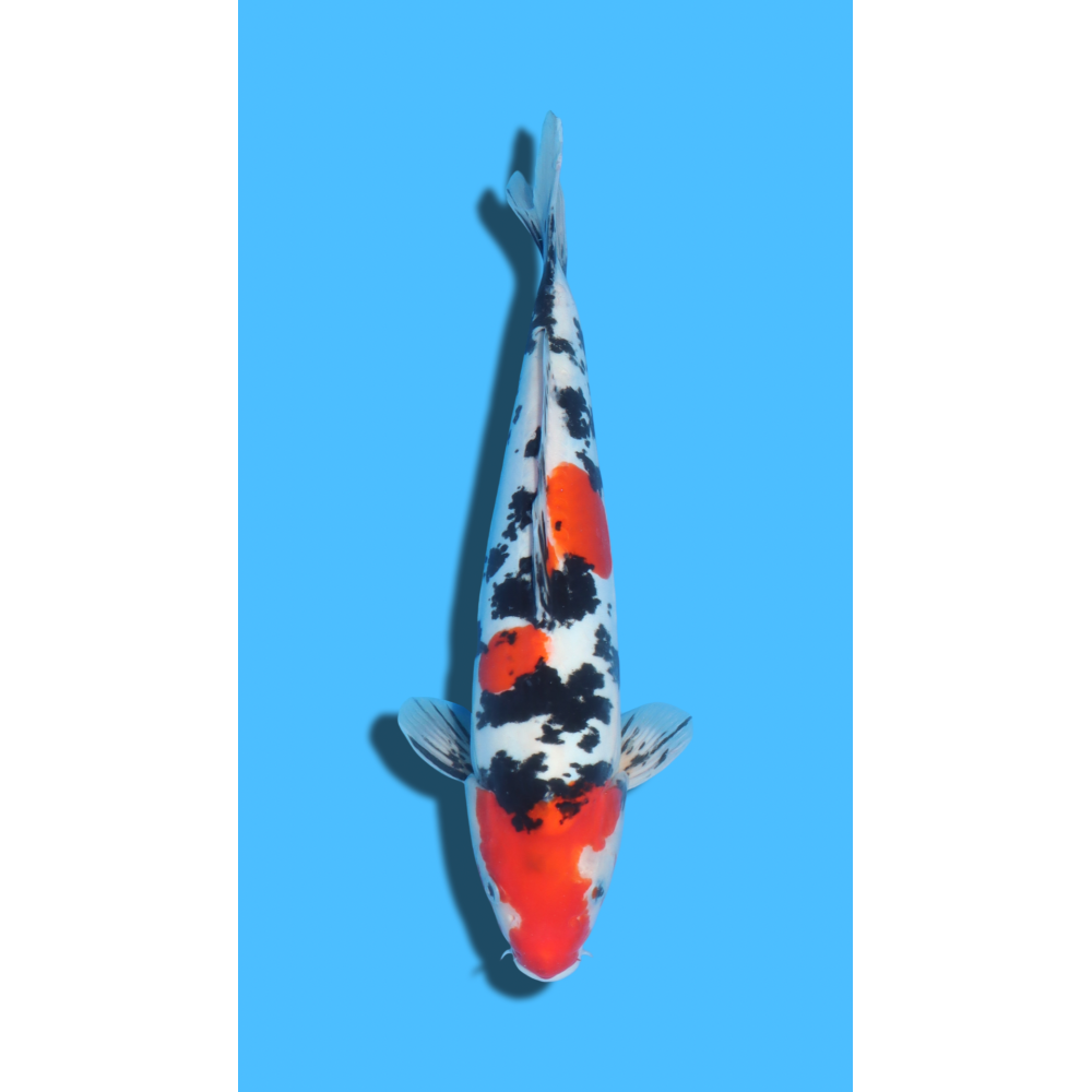Doitsu SANKE  nisai YAMASAKI Koi Farm