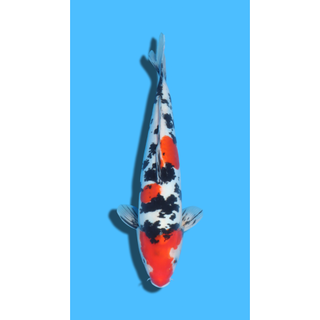Doitsu SANKE  nisai YAMASAKI Koi Farm