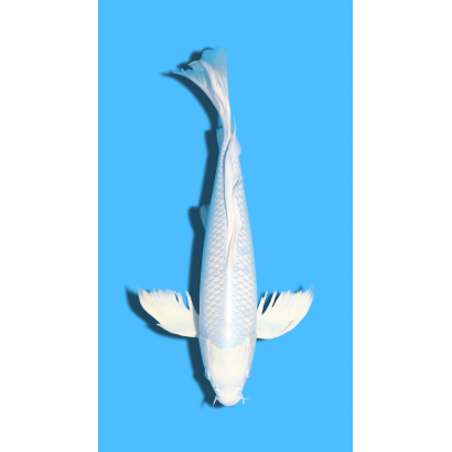 GINRIN PLATINUM  nisai YAMASAKI Koi Farm