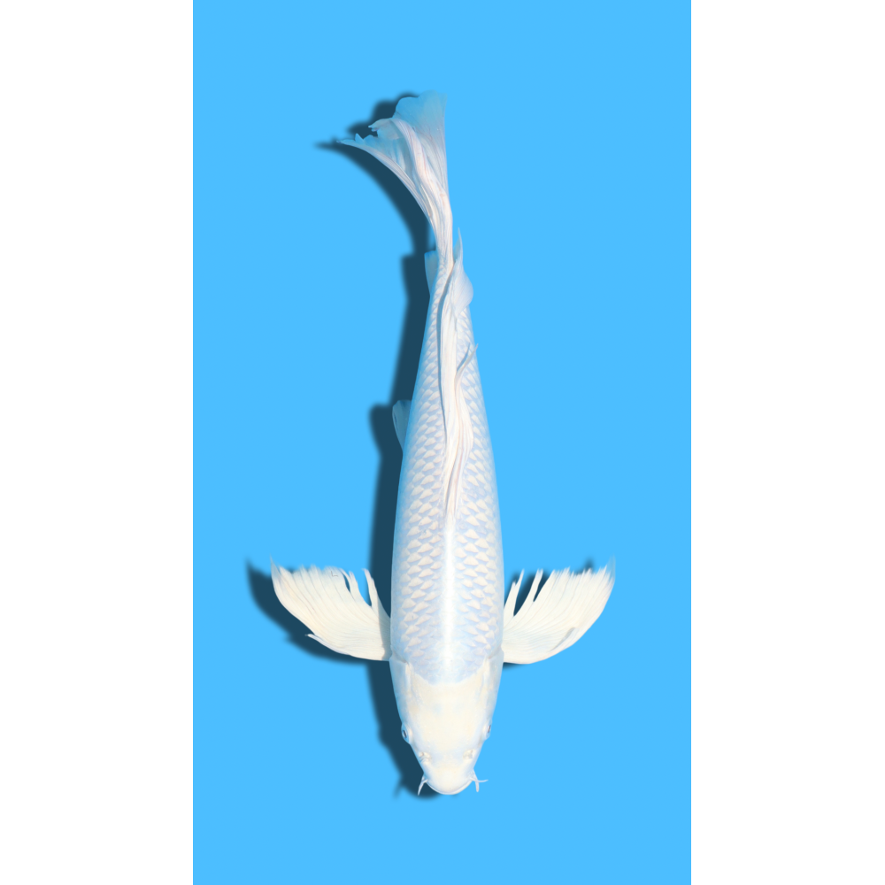 GINRIN PLATINUM  nisai YAMASAKI Koi Farm
