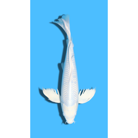 GINRIN PLATINUM  nisai YAMASAKI Koi Farm