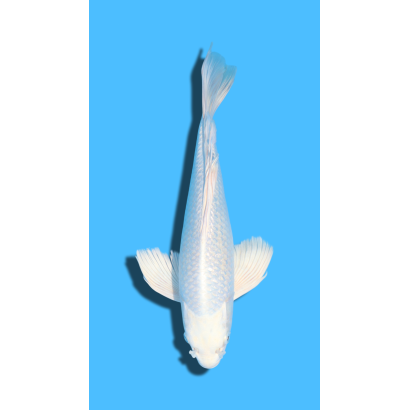 GINRIN PLATINUM  nisai YAMASAKI Koi Farm