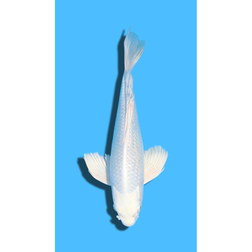 GINRIN PLATINUM  nisai YAMASAKI Koi Farm