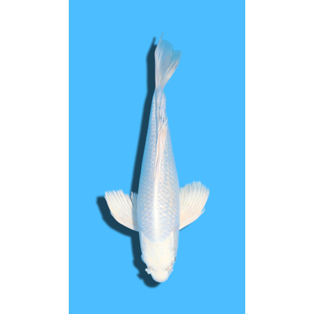 GINRIN PLATINUM  nisai YAMASAKI Koi Farm