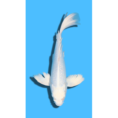 GINRIN PLATINUM  nisai YAMASAKI Koi Farm