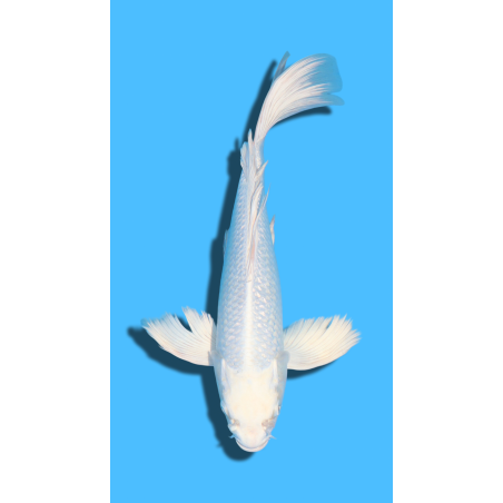 GINRIN PLATINUM  nisai YAMASAKI Koi Farm