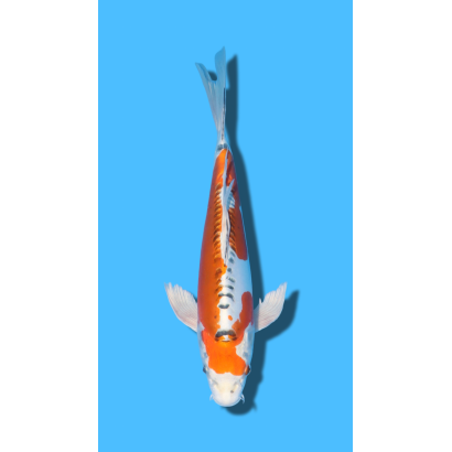 VOILE DOITSU KUJAKU  nisai YAMASAKI Koi Farm