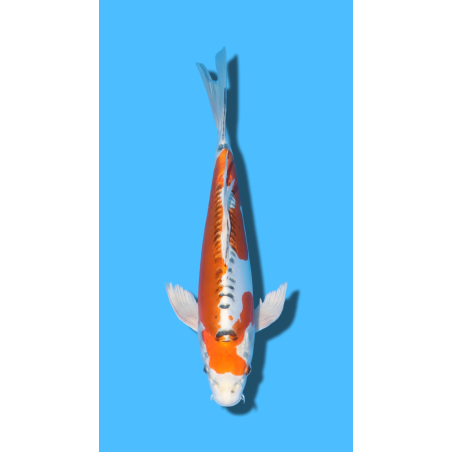 VOILE DOITSU KUJAKU  nisai YAMASAKI Koi Farm