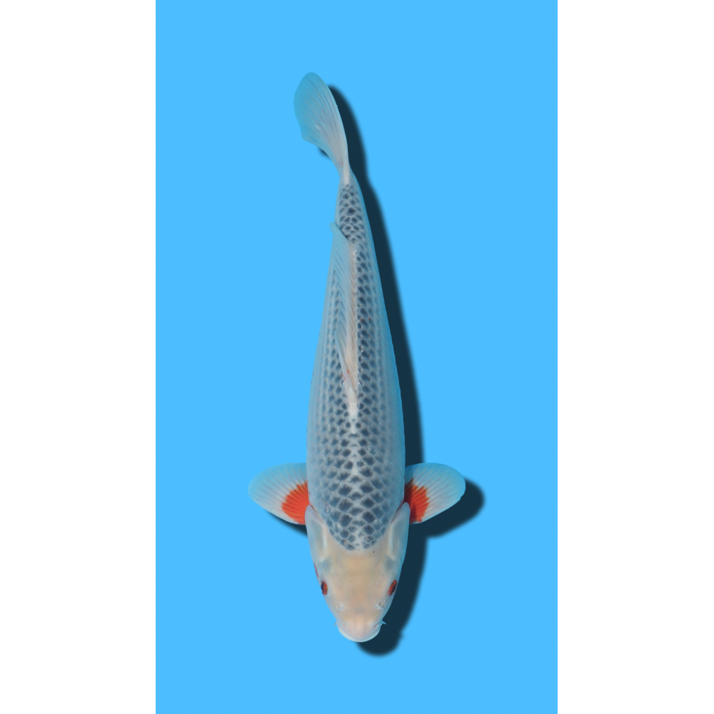 ASAGI nisai TANAKA Koi Farm Koi Farm