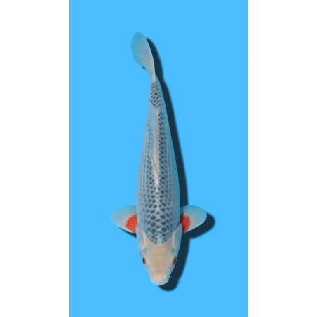 ASAGI nisai TANAKA Koi Farm Koi Farm