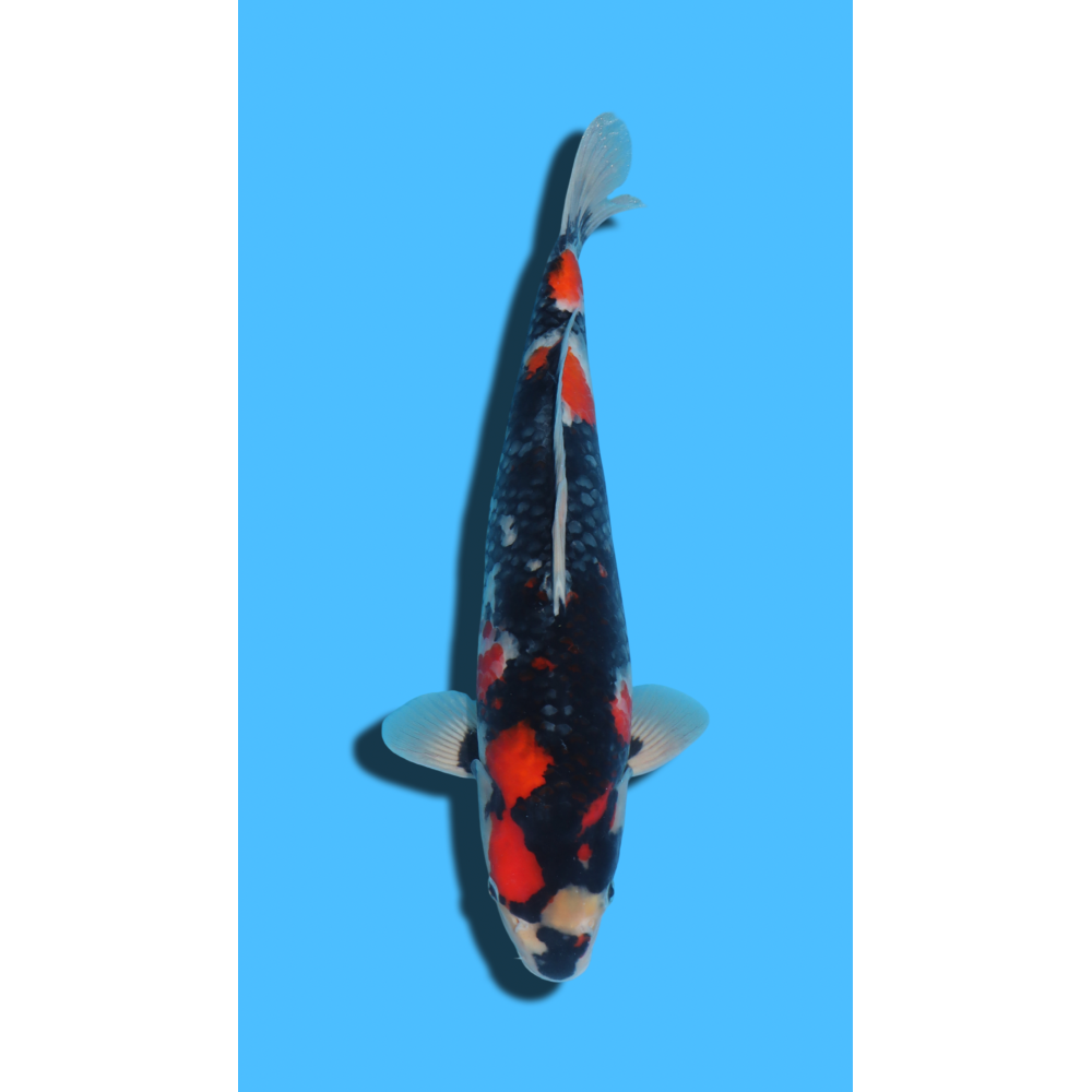 SHOWA nisai TANAKA Koi Farm Koi Farm