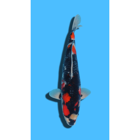 SHOWA nisai TANAKA Koi Farm Koi Farm