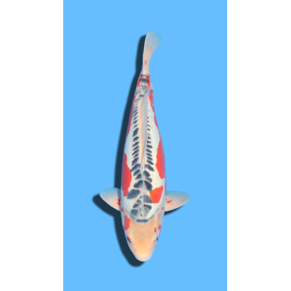 SHUSUI SANSAI OZUMI Koi Farm