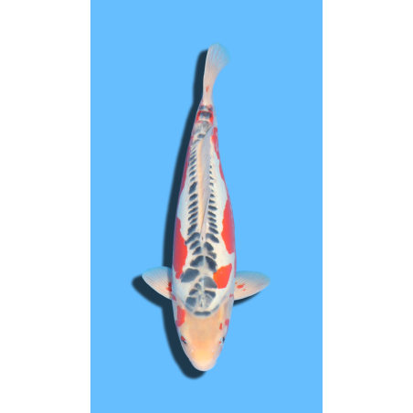 SHUSUI SANSAI OZUMI Koi Farm