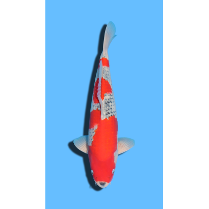 GOSHIKI SANSAI OZUMI Koi Farm