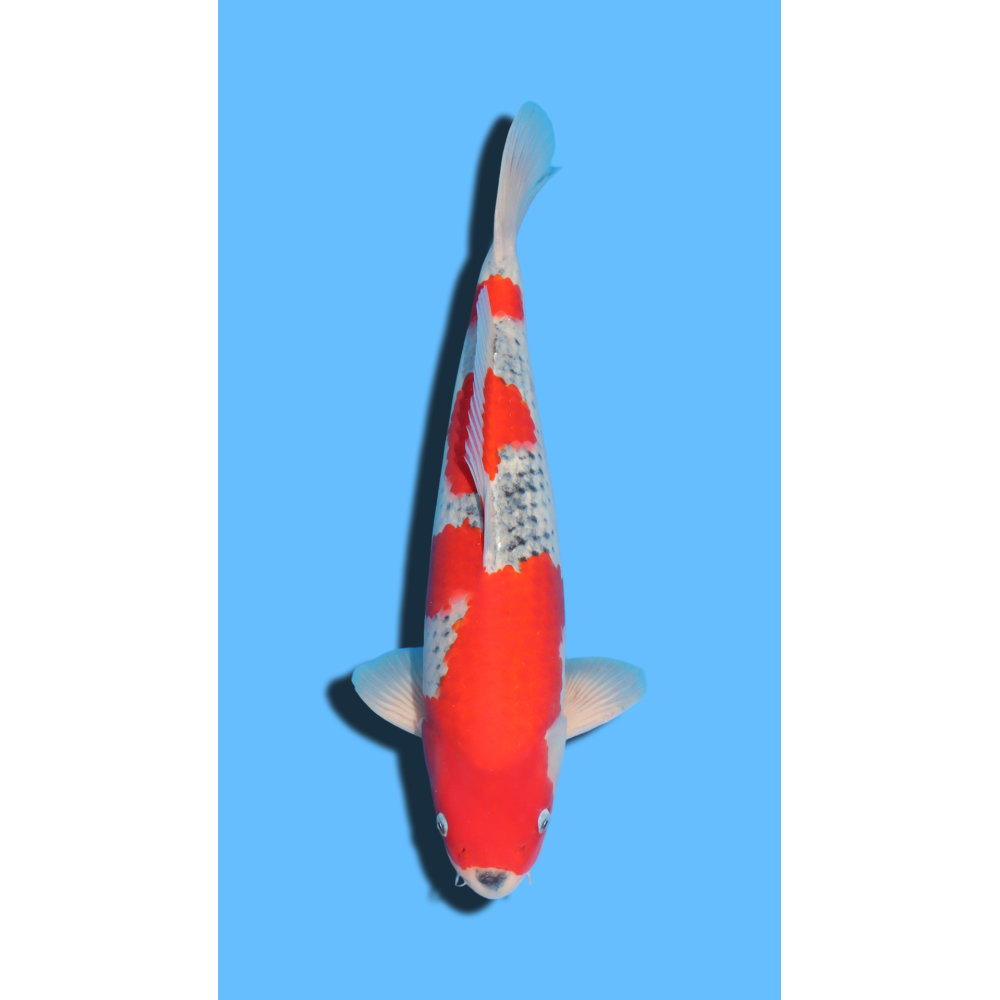 GOSHIKI SANSAI OZUMI Koi Farm