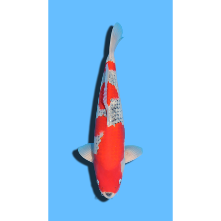 GOSHIKI SANSAI OZUMI Koi Farm