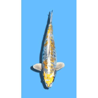 ARAGOKE KOGANE OCHIBA SANSAI OZUMI Koi Farm
