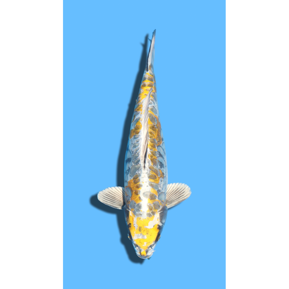 ARAGOKE KOGANE OCHIBA SANSAI OZUMI Koi Farm