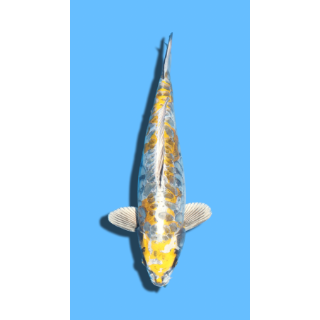 ARAGOKE KOGANE OCHIBA SANSAI OZUMI Koi Farm