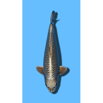 KABUTO IKARASHI Koi Farm