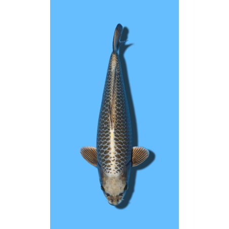 KABUTO IKARASHI Koi Farm