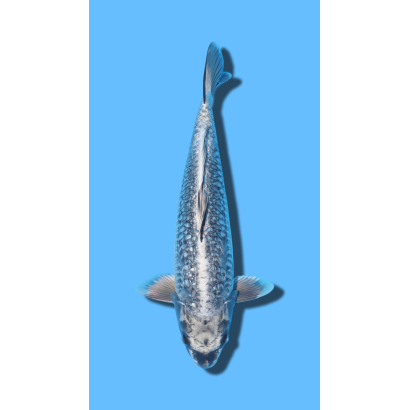 ARAGOKE IKARASHI Koi Farm