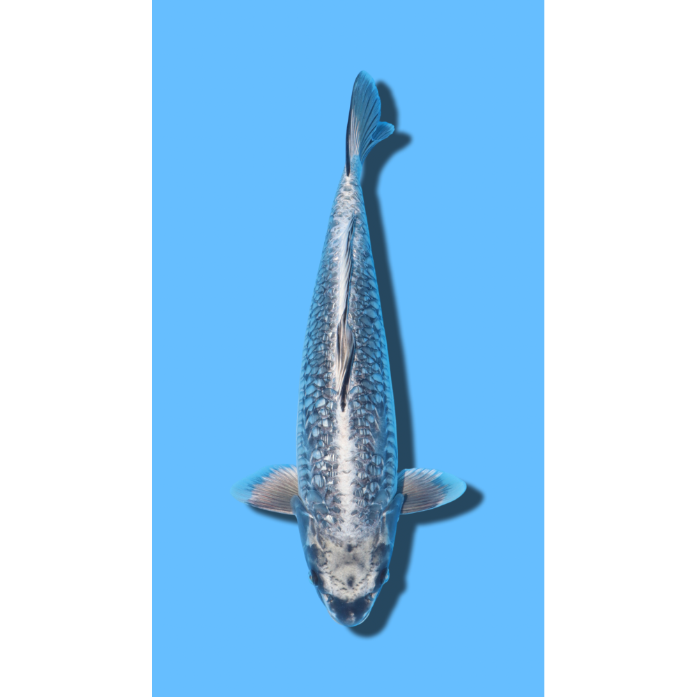 ARAGOKE IKARASHI Koi Farm