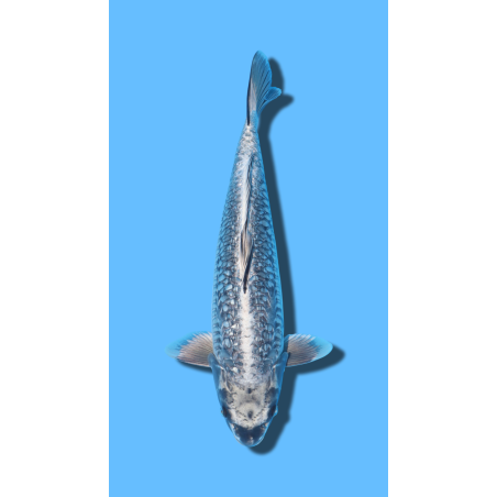 ARAGOKE IKARASHI Koi Farm