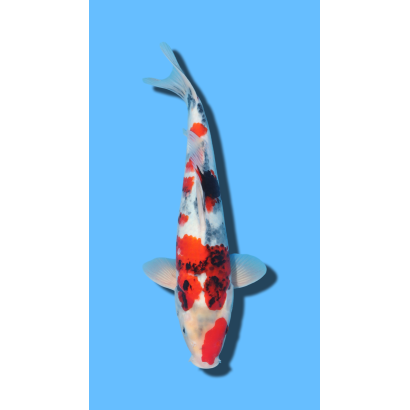 SHOWA KAZE Koi Farm