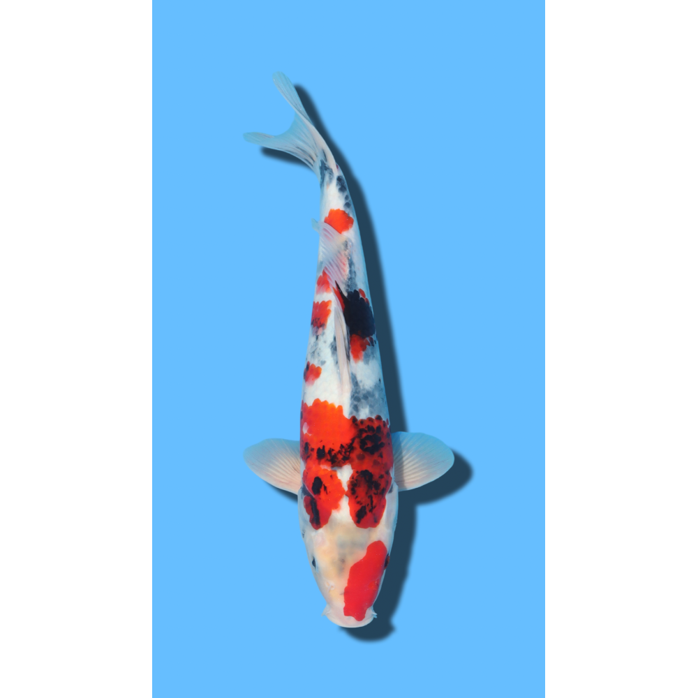 SHOWA KAZE Koi Farm