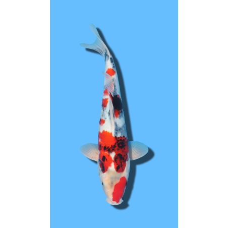 SHOWA KAZE Koi Farm