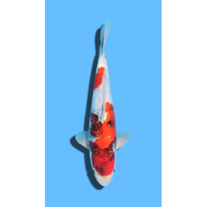 GINRIN SHOWA KAZE Koi Farm