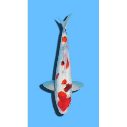 SHOWA KAZE Koi Farm