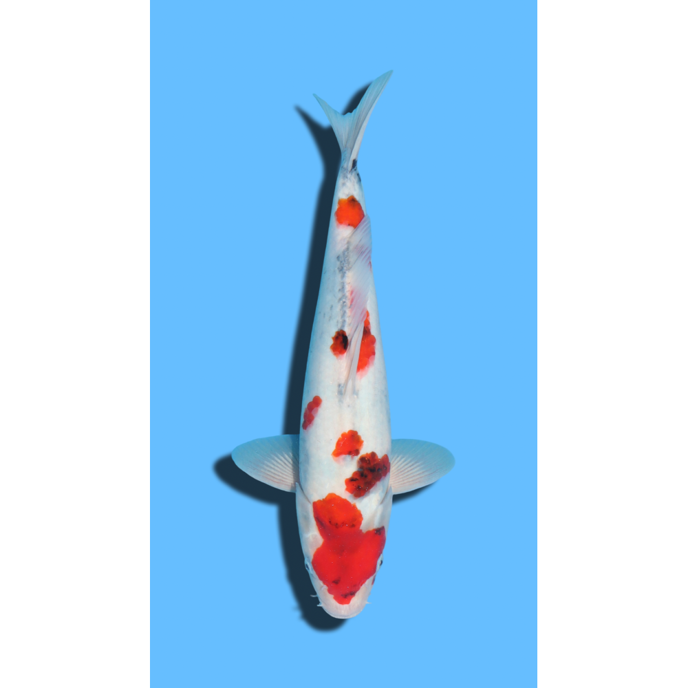 SHOWA KAZE Koi Farm