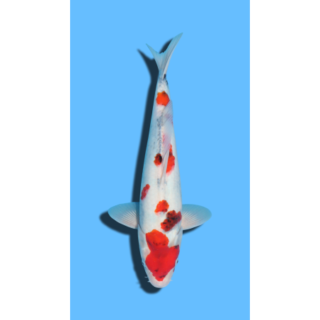 SHOWA KAZE Koi Farm