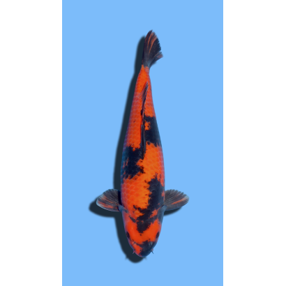 Hi Utsuri  SHINODA Koi Farm