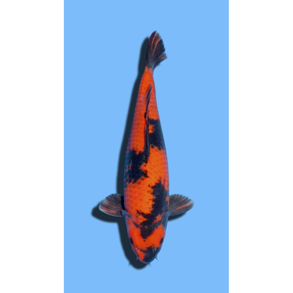 Hi Utsuri  SHINODA Koi Farm