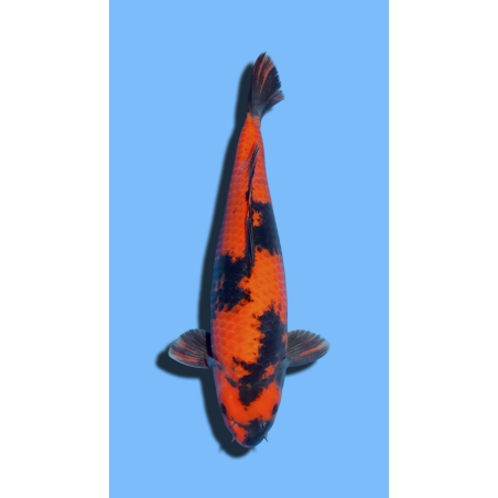 Hi Utsuri  SHINODA Koi Farm