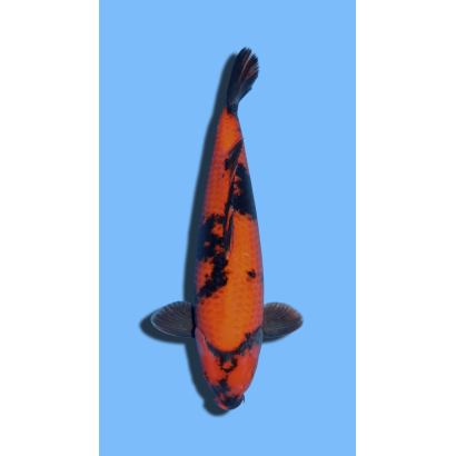Hi Utsuri  SHINODA Koi Farm