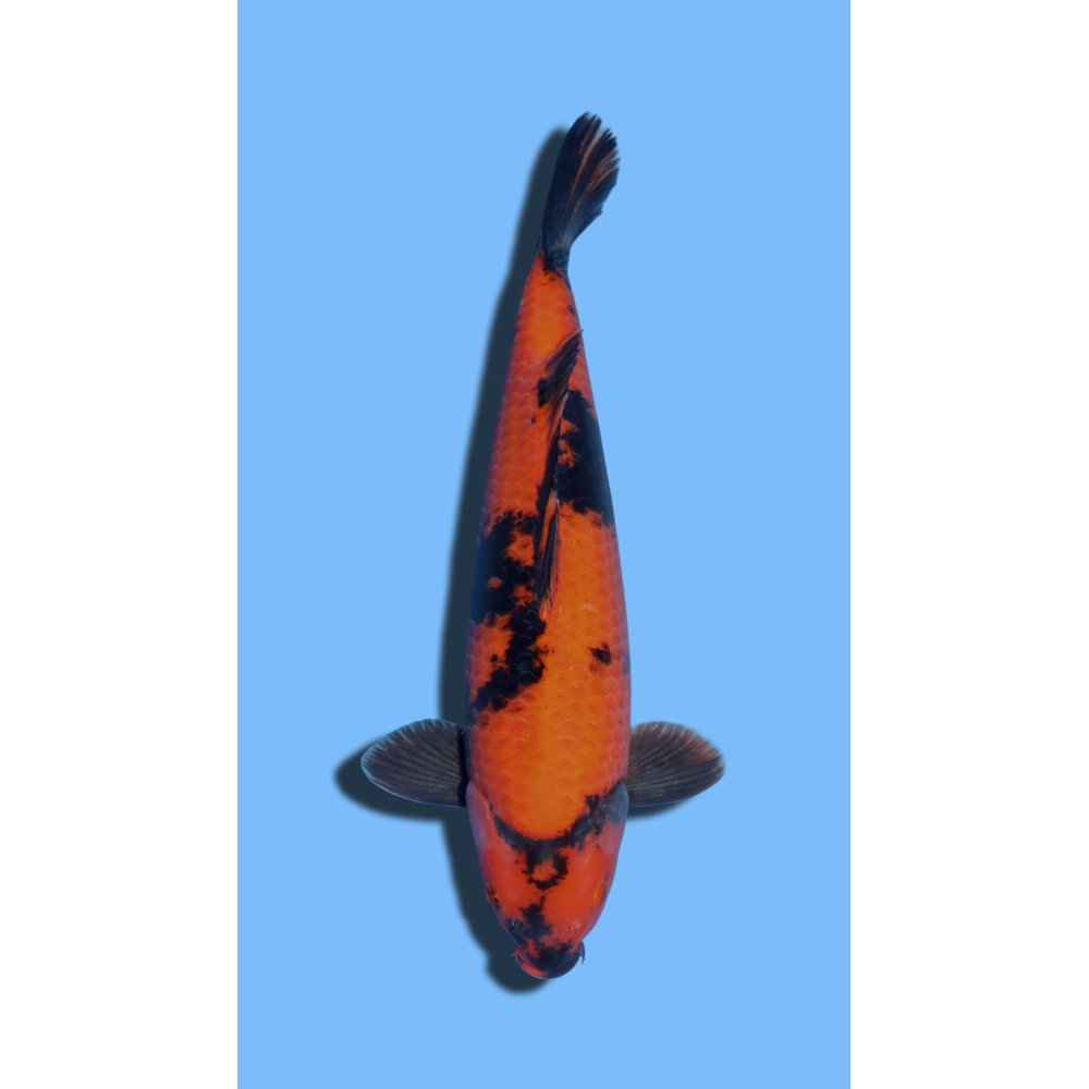 Hi Utsuri  SHINODA Koi Farm