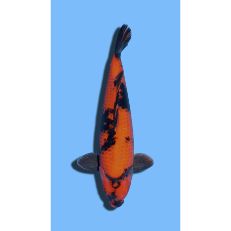 Hi Utsuri  SHINODA Koi Farm